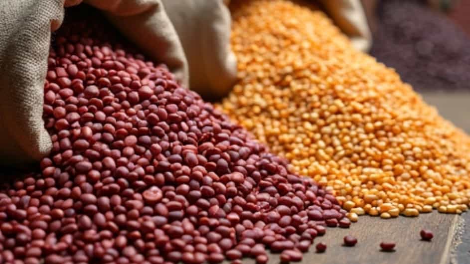 ۲ نصائح مهمة عند اختيار الفاصوليا عالية الجودة في متاجر زنجان